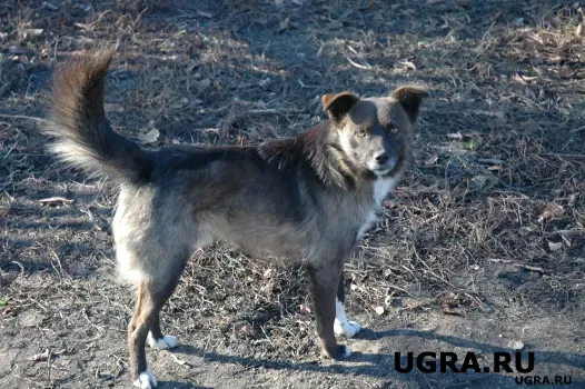 В Советском начали отлов бездомных собак после жалоб жителей
