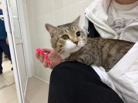 В Сургуте женщина жестоко избила кота: животное чудом выжило